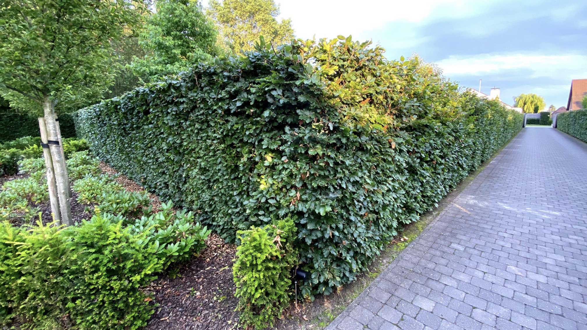 Leibomen