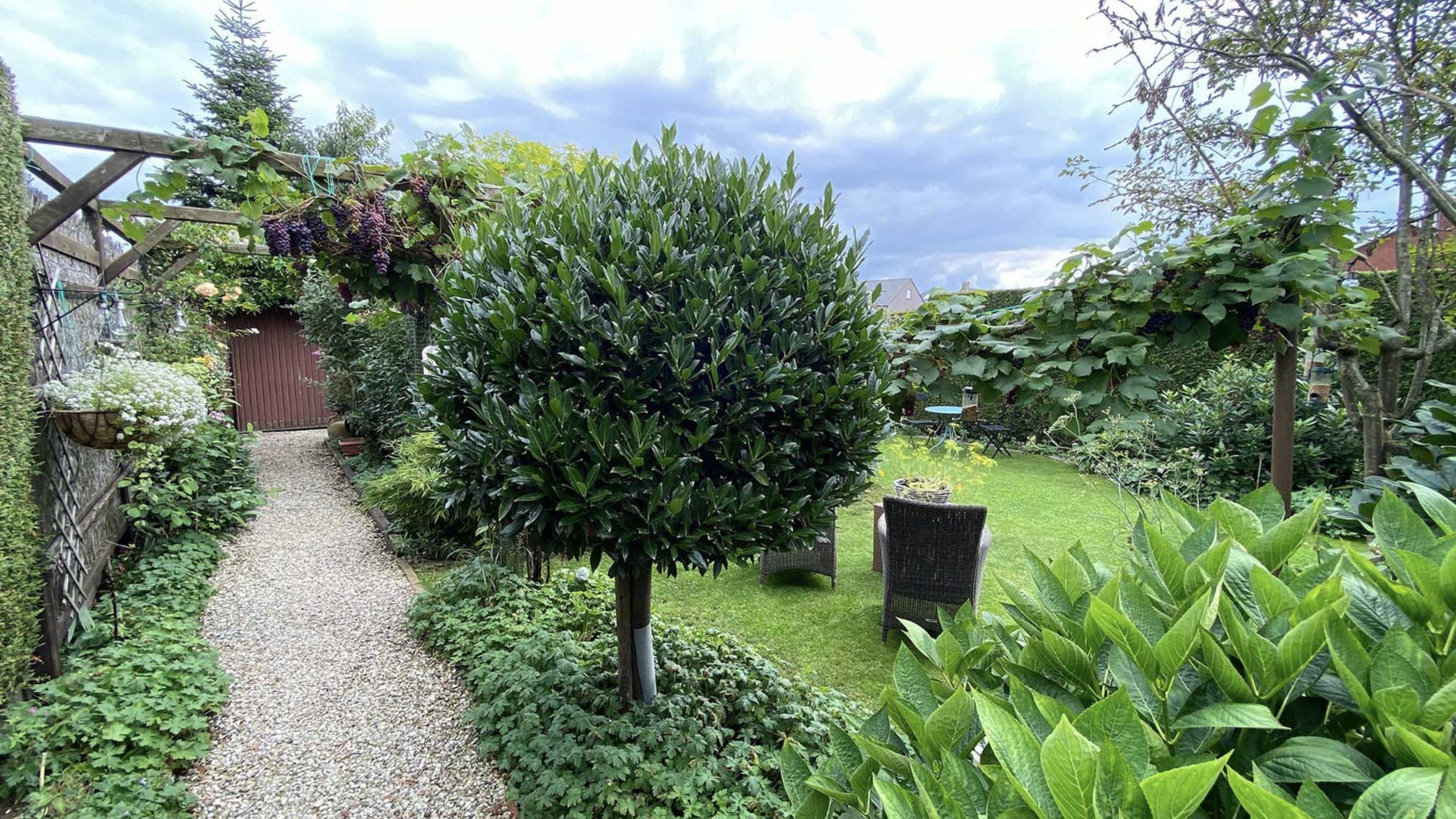 Leibomen